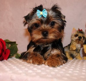 Gracious and Awesome X-Mass  Yorkshire Terrier Puppies For Sale