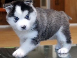 Great Personality Xmas Male And Female Siberian Husky Puppies For Sale.