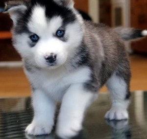 young caring siberian husky puppies for (adoption)