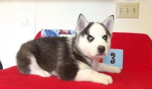 Siberian Husky puppies available