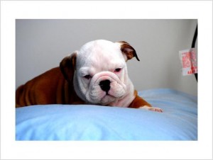 VERY RARE COLORED ENGLISH BULLDOG PUPPY!!!