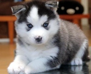 Siberian husky Puppies For Re Homing