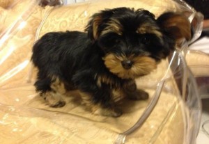 Adorable black and tan little boys and girls Yorkshire Terrier Puppies ready now for Christmas.