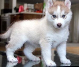 Good Quality AKC registered Husky puppies available