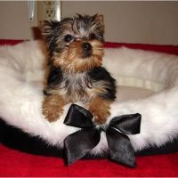 Nice Tea Cup Yorkie Puppies For Sale