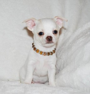 Lovely Looking chihuahua Puppies Ready Now for a very good home only