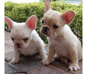 Excellent~Trained Gorgeous French Bulldog Puppies Available For Sale