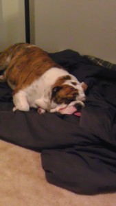 AKC English Bulldog/bull dozer