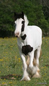Mare &amp; Stallion Gypsy Vanner Horse For Sale/Adoption