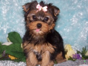 sweet and healthy male and female Yorkie puppies.
