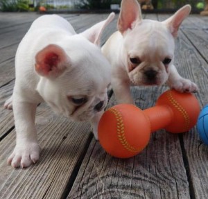 Clean and Charming French Bulldog Puppies