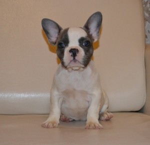 Smooth Type French Bulldog Puppies