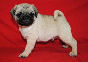 Very Beautiful Pug Puppies Available Now