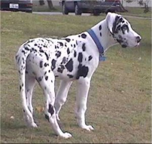 Available Now are Dot-Dot Black and White Great Dane Puppies