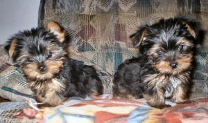 Sun Shine Star Yorkie Puppies For Christmas