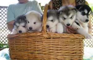 Gorgeous and Good Looking Alaskan Malamute Puppies