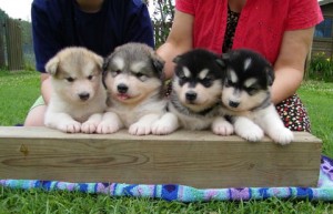 Just Ready For Kids are Alaskan Malamute Puppies