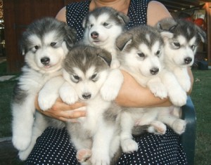 Cheap Alaskan Malamute Puppies For X-Mass Gifts