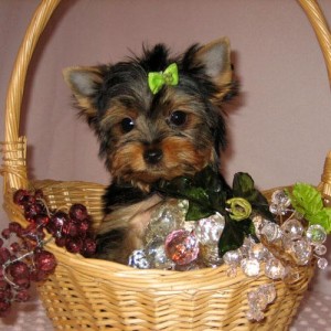 MARVELOUS CHRISTMAS YORKIE PUPIES FOR A NEW HOME.