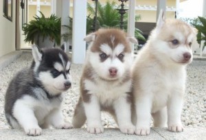 Show kennel Siberians Husky Pups For Christmas