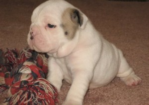 Male and Female English Bull Dogs for Christmas and New Year!!!!