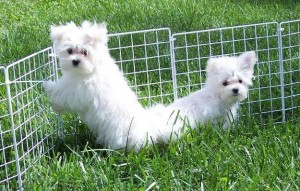 Beautiful Snow White Maltese Puppy for Adoption-13 Weeks Old