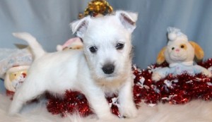 curious personality West Highland White Terrier