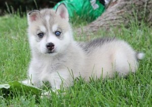 Sweet Siberian puppies  for good homes
