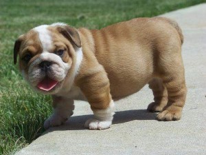 CUTE ENGLISH BULLDOG PUPS BOTH SEX READY FOR X-MASS PRESENT