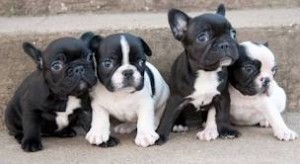 Two Sweet french bulldog puppies for good homes