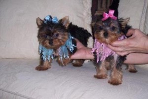 Cute and adorable T cup Yorkie Puppies For X-Mas Text us via (530) 918-8469
