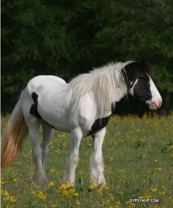 Gypsy Vanner Horse For Sale Male and Female