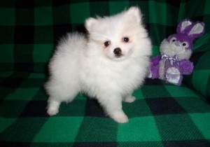 Gorgeous Male and Female Pomeranian Puppies for adoption..xmas