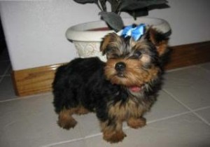 Star Yorkie Available