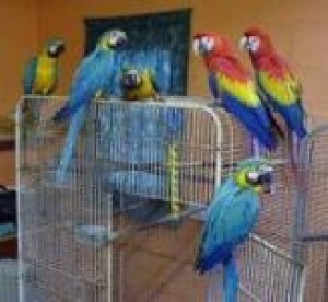 Macaws, Blue and Gold Macaws African Grey
