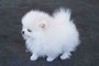 Affectionate Teacup Pomeranian Puppies for Adoption!!! Contact (209) 813-0637