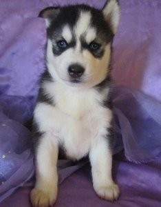 Sweet Siberian puppies  for good homes for this x-mas
