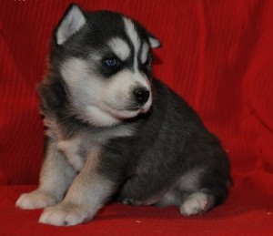 AKC REG. SIBERIAN HUSKY PUPPIES FOR ADOPTION