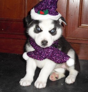 TOP QUALITY AND NEWLY SIBERIAN HUSKY PUPPIES FOR CHRISMAS!!