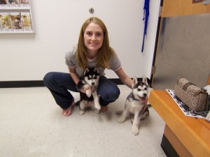 ? ?Super Cute Charming Husky puppies(732) 963-6786