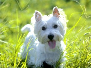 White West Highland Terrier Puppies For Christmas