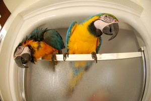 5 Months Old African Grey Parrots and Blue &amp; Gold Macaw Babies.