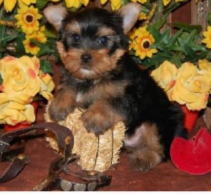 X MAS Yorkie Puppies For Adoption