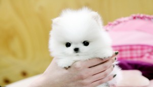 Super Cute Teacup Pomeranian Puppies For Adoption