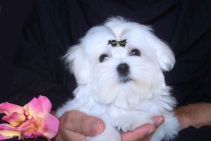 CHARMING AND AMAZING CHRISTMAS MALTESE PUPPIES FOR NEW FAMILY HOME ADOPTION text us at (585) 204-0338