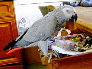 Cute  female African Grey Parrot for adoption