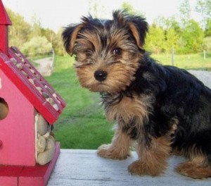 Yorkshire Terrier Puppies for X-mass****
