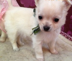 affectionate white teacup chihuahua puppies for (free) adoption