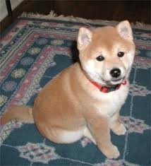 Shiba Inu Puppies