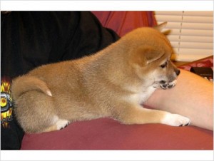 Shiba Inu Puppies Ready